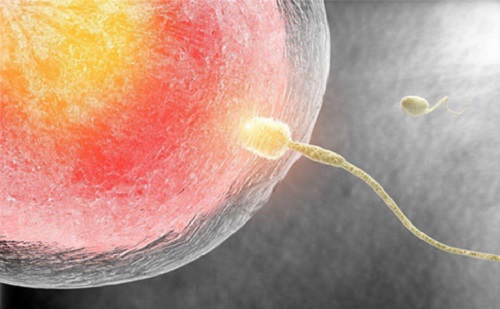 高龄三代试管囊胚移植成功率高吗？