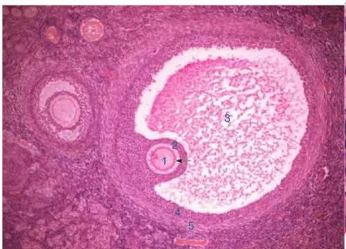 重庆妇幼保健院做试管怎么样？移植后注意什么？