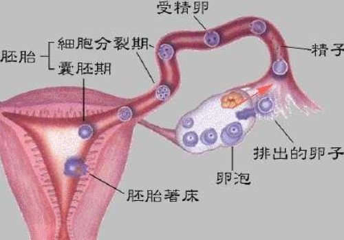 做试管大概要多少钱