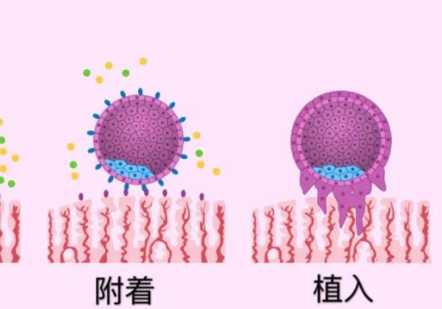 美国试管技术？​