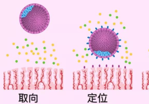 泰国试管费用大概是多少？​